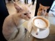 Café des Chats ®