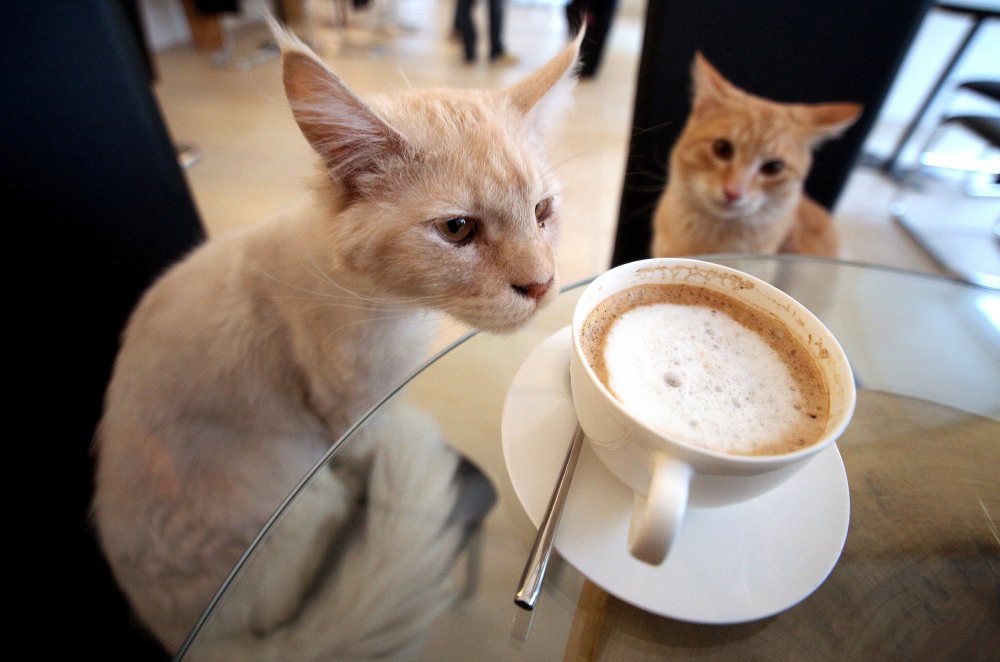 Café des Chats ®